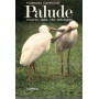 Palude