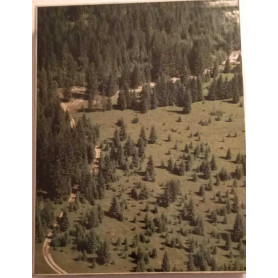 La foresta di Tarvisio