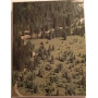 La foresta di Tarvisio