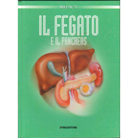 Il fegato e il pancreas.